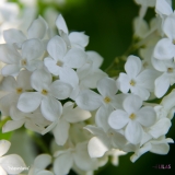Independence_2019_LM_CF