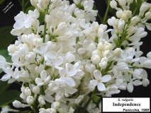 Independence_LNT