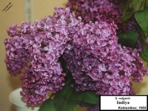 Indiya_LNT_LNT