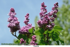 Iolanta_2019_AK_SB_2