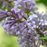 Isabella_2019_LM_CF