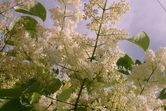 Ivory Silk