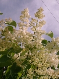 Ivory_Silk_200506_BA_BB_1