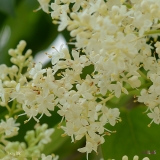 Ivory_Silk_2019_LM_CF