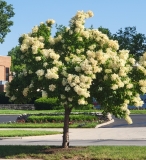 Ivory_Silk_20220531_MLD_MLD_1