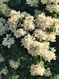 Ivory_Silk_20220531_MLD_MLD_2