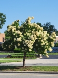 Ivory_Silk_20220531_MLD_MLD_3