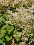 Ivory_Silk_202306_age_22_Dawes_MLD_1