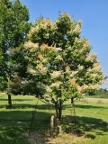 Ivory_Silk_202306_age_22_Dawes_MLD_2