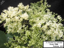 Ivory_Silk_LNT