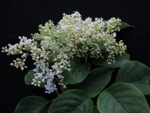 Ivory_Silk_LNT_1