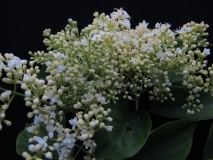 Ivory_Silk_LNT_2