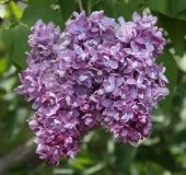 Izobilie_TP_2