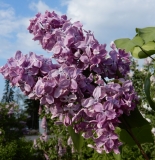 Jaan_Estonia_IS
