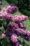 James_Berdeen_2006_RBG_CG_1