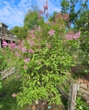 James_Macfarlane_20240510_MLD_MLD