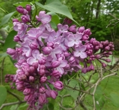 James_Stuart_201906_RBG_MLD