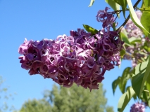 Jass_Estonia_IS_5