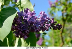 Jaunkalsnavas-Nakts_2023_Russia_SB_2