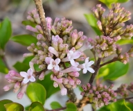 JDB123whitehouse_Pearl_Potion_20230504_MLD_MLD
