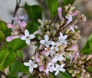 JDB123whitehouse_Pearl_Potion_20230505_MLD_MLD