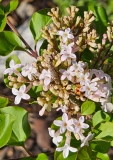 JDB123whitehouse_Pearl_Potion_20230509_MLD_MLD_1