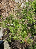 JDB123whitehouse_Pearl_Potion_20230509_MLD_MLD_2