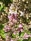 JDB123whitehouse_Pearl_Potion_20230509_MLD_MLD_3