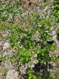 JDB123whitehouse_Pearl_Potion_20230515_MLD_MLD_2
