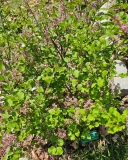 JDB123whitehouse_Pearl_Potion_20240427_MLD_MLD