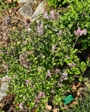 JDB123whitehouse_Pearl_Potion_20240429_MLD_MLD