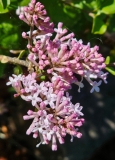 JDB123whitehouse_Pearl_Potion_20240429_MLD_MLD_2
