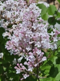 JDB123whitehouse_Pearl_Potion_20240501_MLD_MLD_2