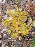 JDB123whitehouse_Pearl_Potion_fall_color_2022_MLD_MLD