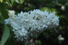 Jeanne_dArc_2015_LOSS_TP_2
