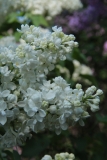 Jeanne_dArc_2015_LOSS_TP_4
