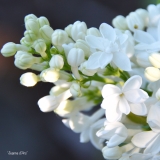 Jeanne_dArc_2019_LM_CF