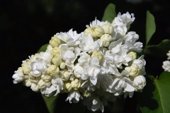 Jeanne_dArc_ZB_2