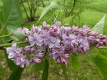 Jefferson_Berdeen_201906_RBG_MLD