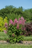 Jeftin_Pinktini_BaileyNurseries-National_Garden_Bureau