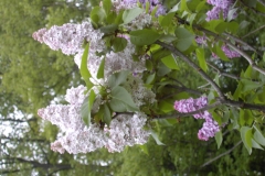 TOSHIBA Exif JPEG