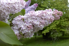 TOSHIBA Exif JPEG