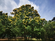 Jin_Yuan_Beijing_LM