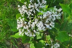 JN Upright Select (Violet Uprising)