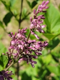 JN_Upright_Select_Violet_Uprising_20210516_MLD_MLD_2
