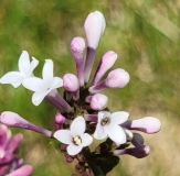 JN_Upright_Select_Violet_Uprising_20210516_MLD_MLD_4