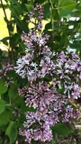 JN_Upright_Select_Violet_Uprising_2021_MP_KA