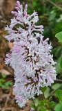 JN_Upright_Select_Violet_Uprising_20240507_MLD_MLD_2