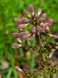 JN_Upright_Select_Violet_Uprising_MLD_MLD