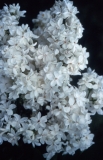 John_Kennedy_2006_RBG_CG_3